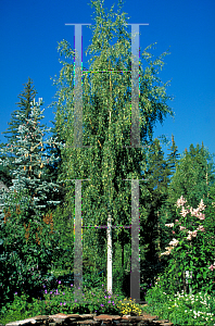 Picture of Betula pendula 