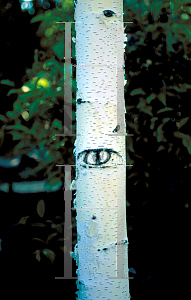 Picture of Betula pendula 