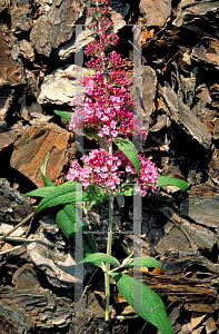 Picture of Buddleia davidii 'Nanhoensis'