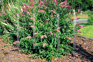 Picture of Buddleia davidii 'Nanhoensis'