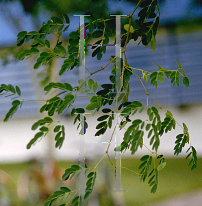 Picture of Caesalpinia granadillo 