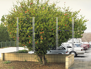 Picture of Callistemon citrinus 