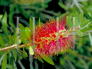 Picture of Callistemon citrinus 