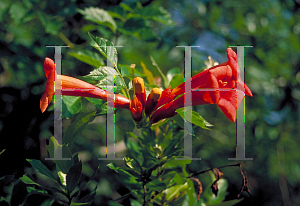 Picture of Campsis radicans 