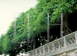 Picture of Campsis radicans 