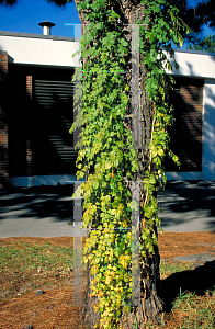 Picture of Campsis radicans 