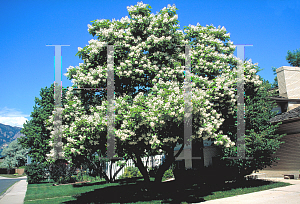 Picture of Catalpa speciosa 