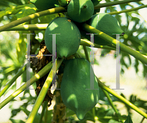 Picture of Carica papaya 