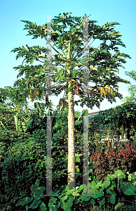 Picture of Carica papaya 