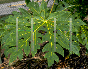 Picture of Carica papaya 