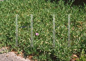 Picture of Carpobrotus edulis 