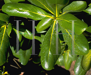 Picture of Casasia clusiifolia 