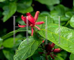 Picture of Calycanthus floridus 