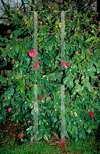 Picture of Camellia japonica 