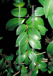 Picture of Camellia sasanqua 