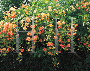 Picture of Campsis grandiflora 