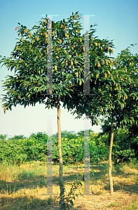 Picture of Carpinus japonica 