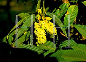 Picture of Carpinus japonica 