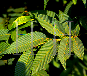 Picture of Carpinus japonica 