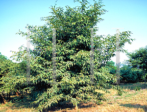 Picture of Carpinus japonica 