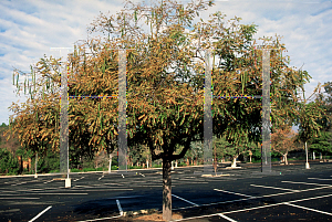 Picture of Cassia leptophylla 