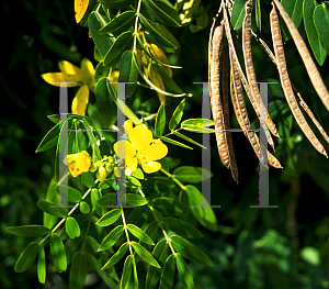 Picture of Cassia bahamensis 