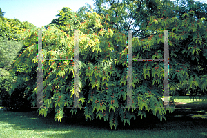 Picture of Cassia roxburghii 