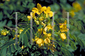 Picture of Caesalpinia mexicana 