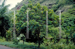 Picture of Caesalpinia mexicana 