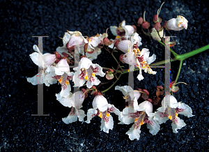 Picture of Catalpa speciosa 