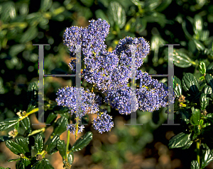 Picture of Ceanothus spp. 