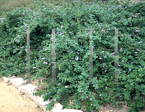 Picture of Ceanothus spp. 