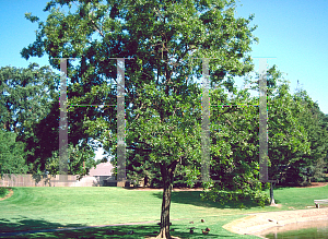 Picture of Celtis sinensis 