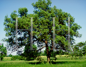 Picture of Celtis reticulata 