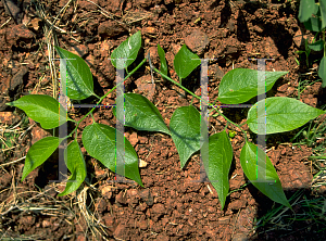 Picture of Celtis reticulata 