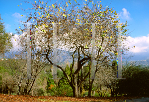 Picture of Cercis occidentalis 