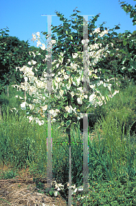 Picture of Cercis canadensis 'Silver Cloud'