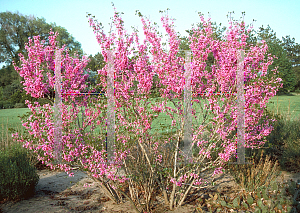 Picture of Cercis chinensis 