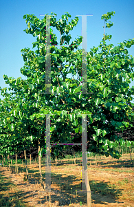 Picture of Cercis reniformis 'Texas White'