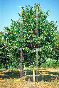 Picture of Cercis reniformis 'Oklahoma'