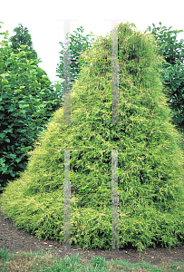 Picture of Chamaecyparis pisifera 'Filifera Aurea'