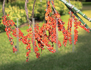 Picture of Chamaedorea microspadix 