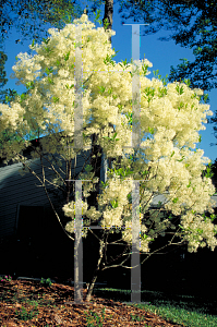 Picture of Chionanthus virginicus 