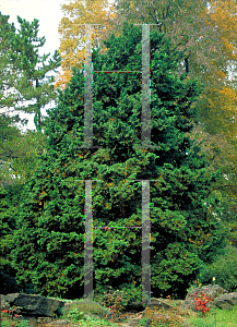 Picture of Chamaecyparis obtusa 'Nana Gracilis'