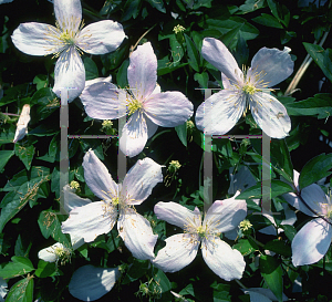 Picture of Clematis montana 'Alexander'