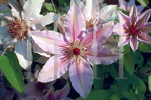 Picture of Clematis (z)(Jackmanii Group) 'Hagley Hybrid'