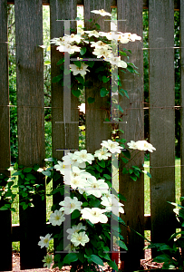 Picture of Clematis  'Guernsey Cream'