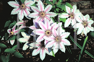 Picture of Clematis (z)(Lanuginosa Group) 'Nelly Moser'