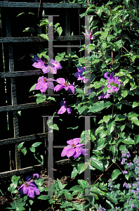 Picture of Clematis (z)(Patens Group) 'Elsa Spath'