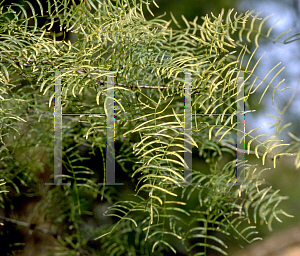 Picture of Prosopis glandulosa 